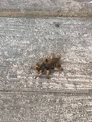 Pogonosoma maroccanum