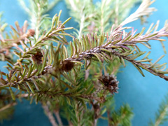 Darwinia diosmoides