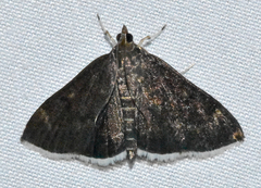 Pyrausta niveicilialis