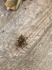 Pogonosoma maroccanum