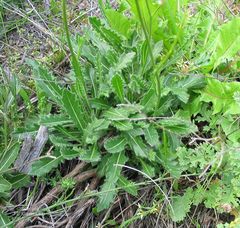 Biscutella valentina