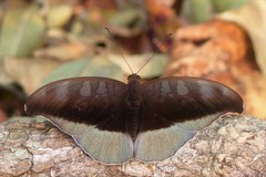 Tanaecia cocytus