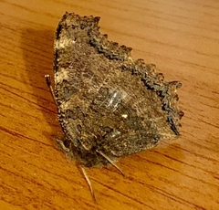 Nymphalis xanthomelas
