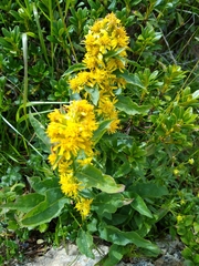 Solidago virgaurea virgaurea