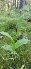 Cypripedium calceolus