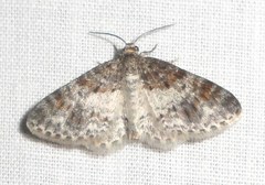 Hydrelia lucata
