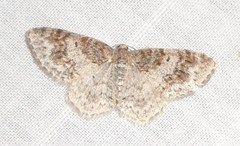 Hydrelia lucata