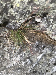 Agrostis mertensii