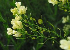 Biscutella valentina