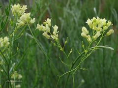 Biscutella valentina