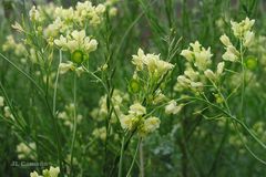 Biscutella valentina