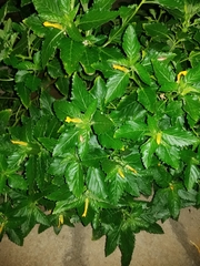 Angiospermae
