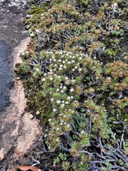 Borya sphaerocephala