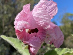 Hibiscus splendens