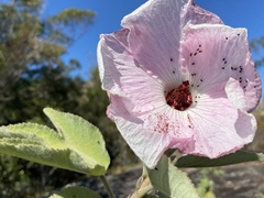 Hibiscus splendens