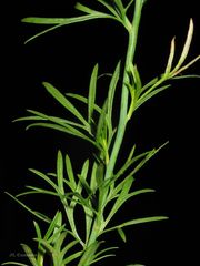 Delphinium verdunense