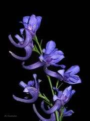 Delphinium verdunense
