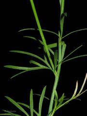 Delphinium verdunense