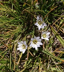 Gentiana boryi