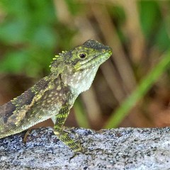 Diploderma polygonatum polygonatum