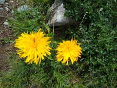 Hypochaeris uniflora
