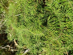 Gleichenia dicarpa