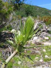 Eryngium duriaei