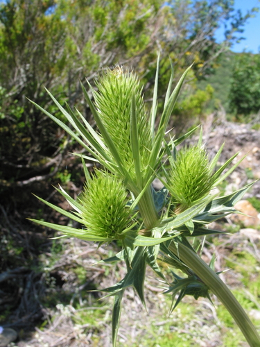 Subspecies Eryngium duriaei duriaei · iNaturalist Canada