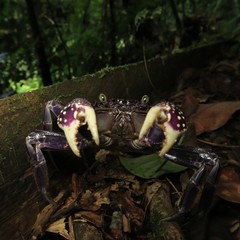 Sesarmops atrorubens