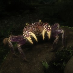 Sesarmops atrorubens