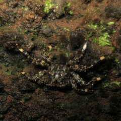 Shinobium trapezoideum