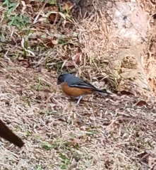 Microspingus lateralis