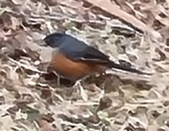 Microspingus lateralis