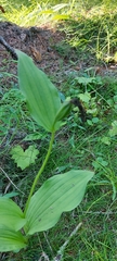 Cypripedium calceolus