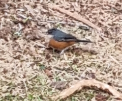 Microspingus lateralis