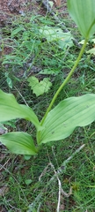 Cypripedium calceolus