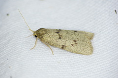 Apaidia rufeola