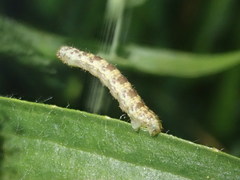 Eupithecia linariata