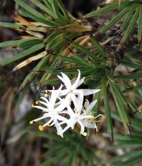 Borya sphaerocephala