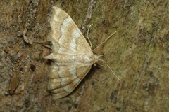 Idaea rainerii