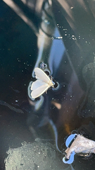 Eilema lurideola