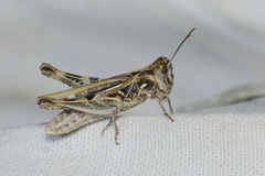 Dociostaurus jagoi occidentalis