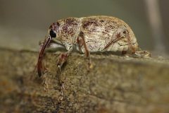 Curculio elephas