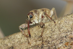 Curculio elephas
