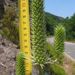 Eryngium duriaei juresianum - Photo (c) José Luis Camaño, algunos derechos reservados (CC BY-NC), subido por José Luis Camaño