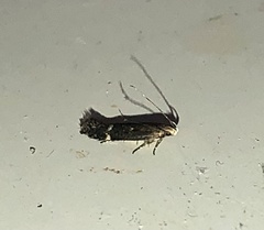 Aproaerema simplexella