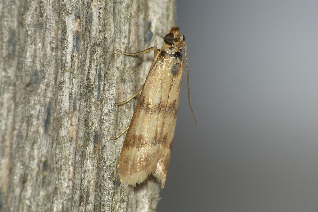 Twin-barred Knot-horn