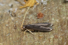 Lecithocera nigrana