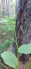 Cypripedium calceolus