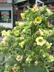 Nicotiana rustica